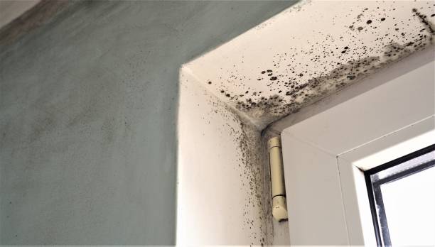 Best Basement Mold Removal  in Milford, PA