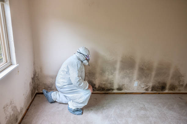 Best Mold Odor Removal Services  in Milford, PA